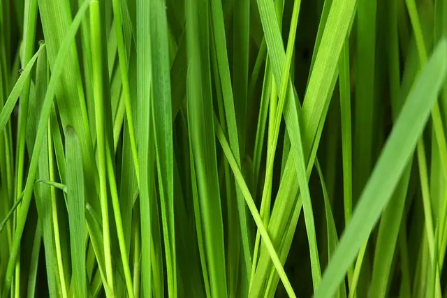 I Frigoriferi Eco-Sostenibili: Vantaggi e Caratteristiche